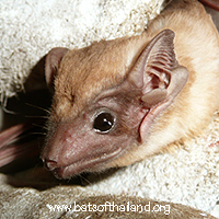 Taphozous longimanus